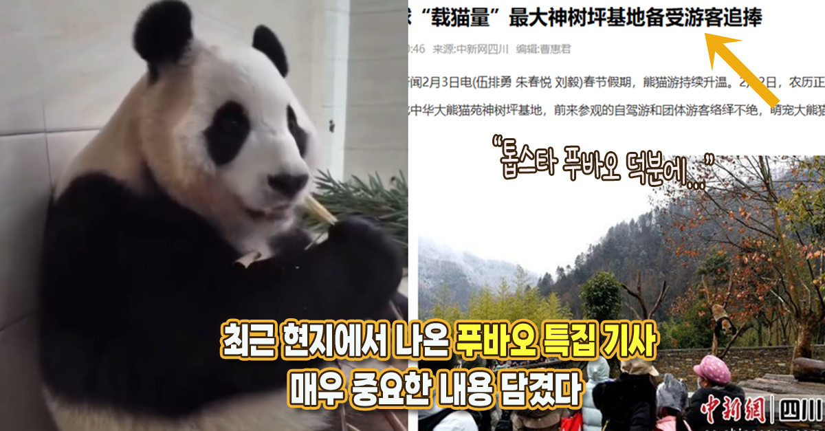 “선수핑 인기는 푸바오 덕분” 얼마 전 현지에서 나온 푸바오 특집 기사, 매우 중요한 내용 담겼다
