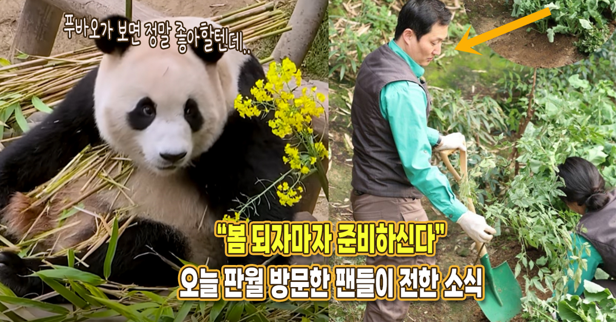 “봄이 되니까 바로 준비하시네요” 어제 에버랜드 찾은 팬들 하나같이 기뻐한 판다월드 방사장 모습