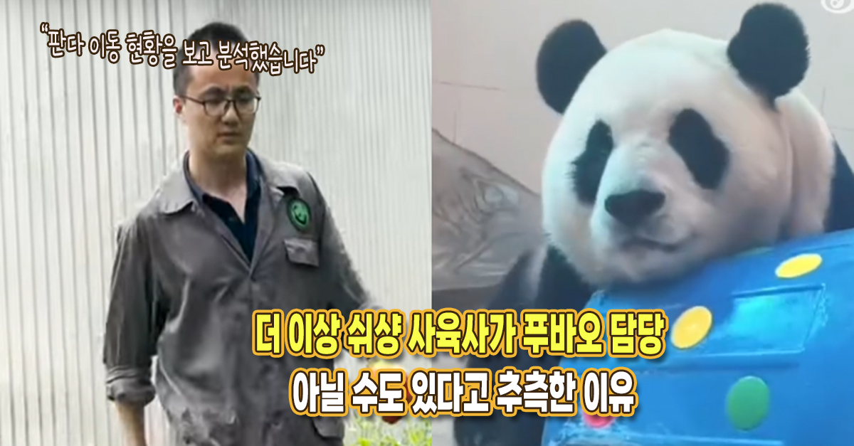 “이제 쉬샹이 푸바오 담당 안할 수도 있겠네요” 판다 이동 현황으로 팬들이 분석한 중요한 내용