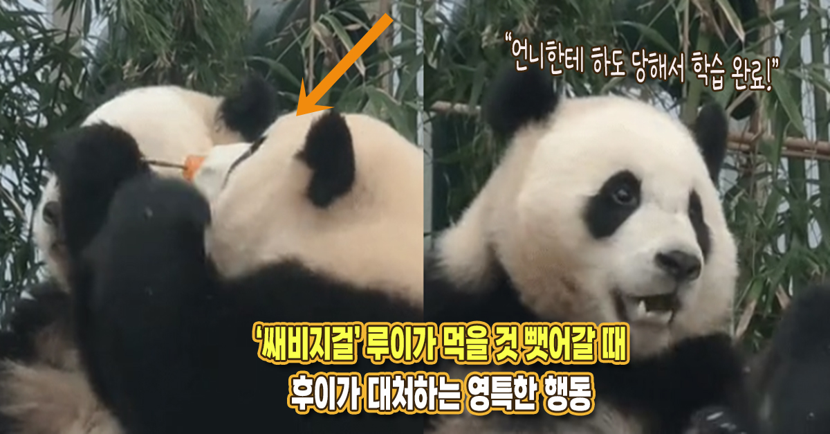 “쌔비지걸 언니한테 하도 당하다보니..” 이제 루이가 먹을 것을 뺏어갈 때 후이가 보이는 정말 똑똑한 행동