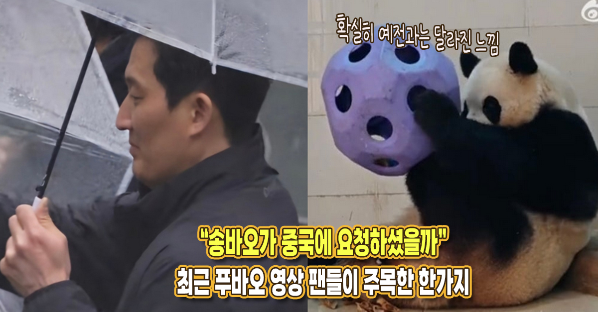 “송바오님이 중국에 요청하셨나” 요즘 공개되는 푸바오 영상, 팬들이 주목하는 한가지