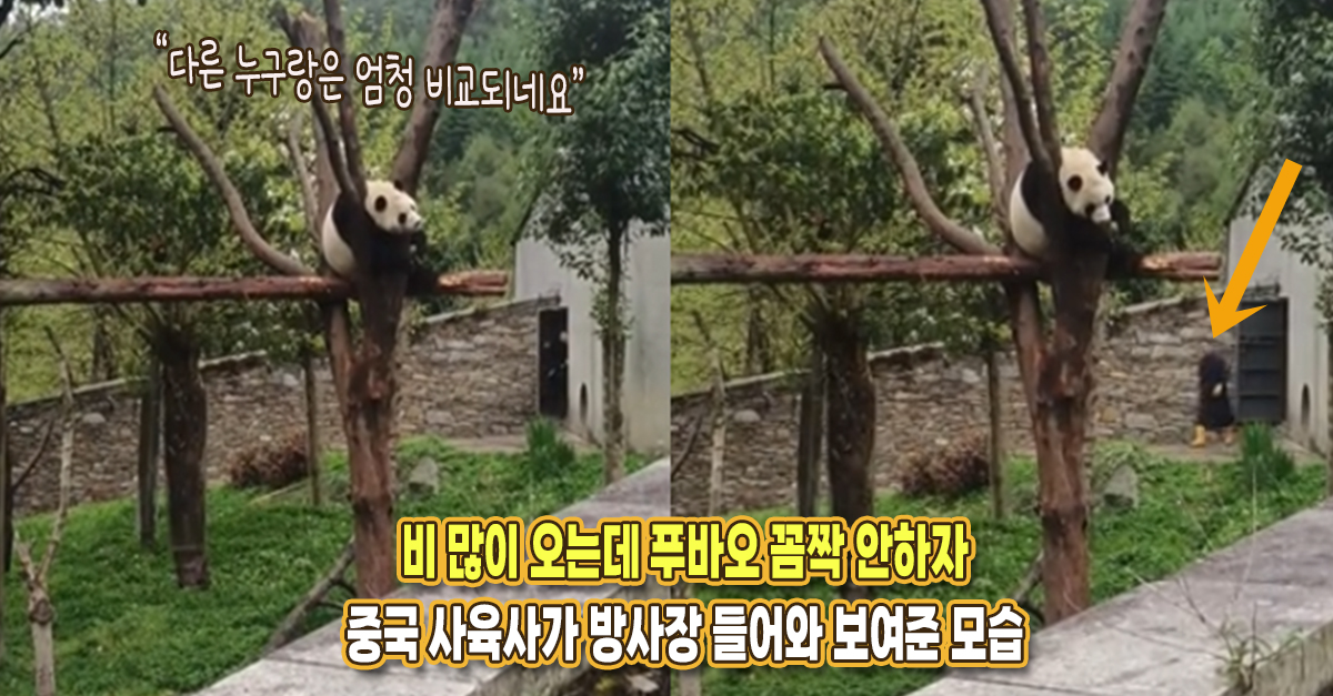 비 많이 오는데 푸바오 꼼짝 안하자, 중국 사육사가 방사장까지 들어와 보여준 모습