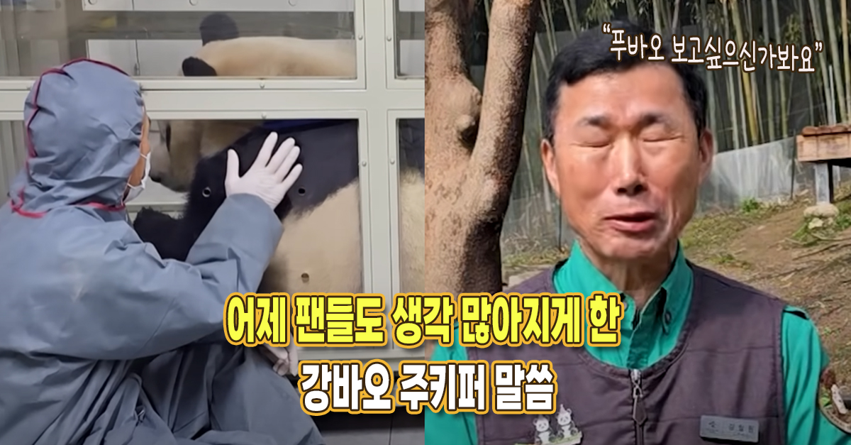“푸바오 보고싶으신가봐요” 최근 팬들도 생각 많아지게 한 강바오 주키퍼 말씀