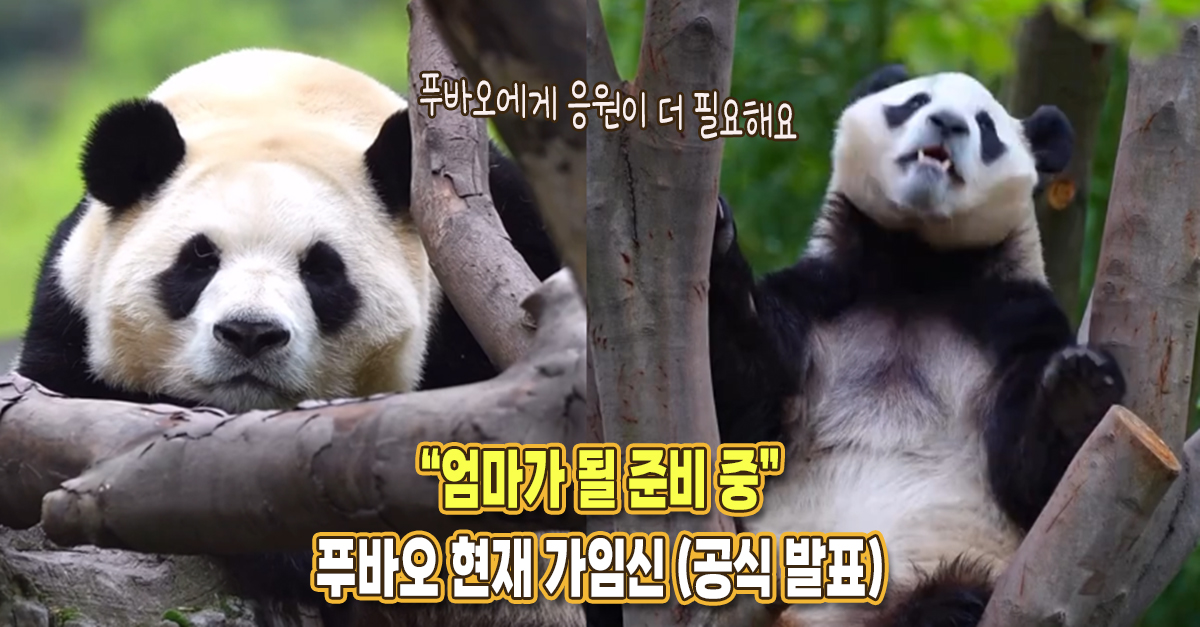“엄마 될 준비 중..” 푸바오 현재 가임신 상태 확인 (공식발표)