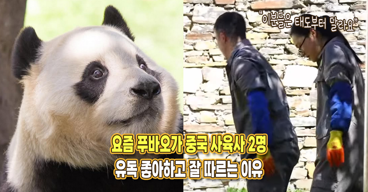 “이분들은 태도부터 달라요” 요즘 푸바오가 유독 잘 따른다는 중국 사육사 2명