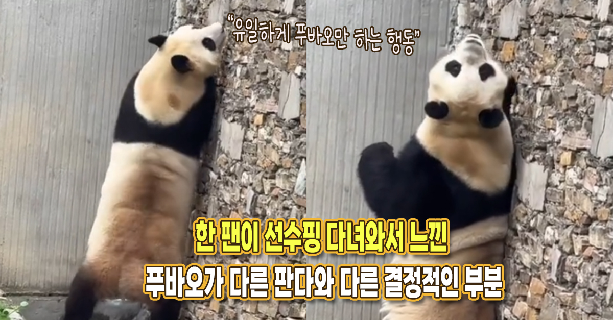 “그곳 판다 중 유일하게 푸바오만..” 한 팬이 선수핑 다녀와서 느낀 푸바오가 정말 특이한 점