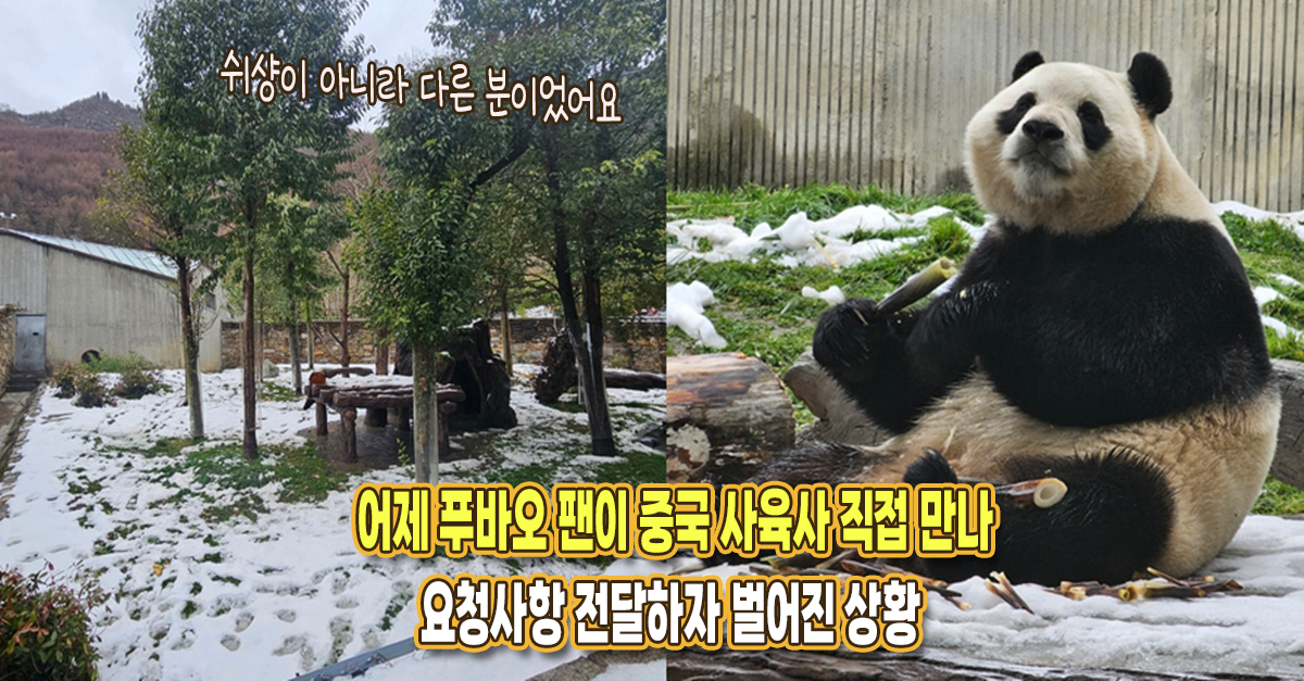 “직접 만나 부탁드렸더니 친절하게..” 푸바오 팬이 중국 사육사 만나 감동받은 사연