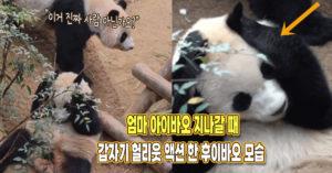 “헐리웃 액션도 할 줄 아네” 엄마 아이바오 앞에서 갑자기 엄살 피운 후이바오의 행동