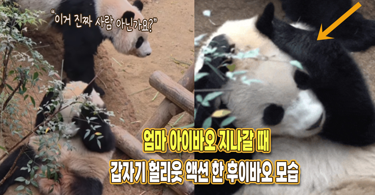 “헐리웃 액션도 할 줄 아네” 엄마 아이바오 앞에서 갑자기 엄살 피운 후이바오의 행동