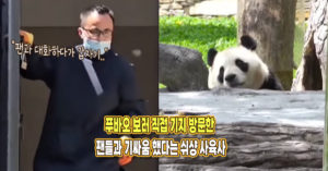 “팬들이랑 싸우고 싶어하는듯” 푸바오 보러 직접 기지 방문한 팬들과 기싸움 했다는 쉬샹 사육사