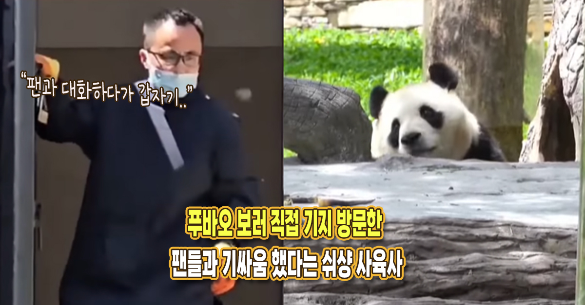“팬들이랑 싸우고 싶어하는듯” 푸바오 보러 직접 기지 방문한 팬들과 기싸움 했다는 쉬샹 사육사
