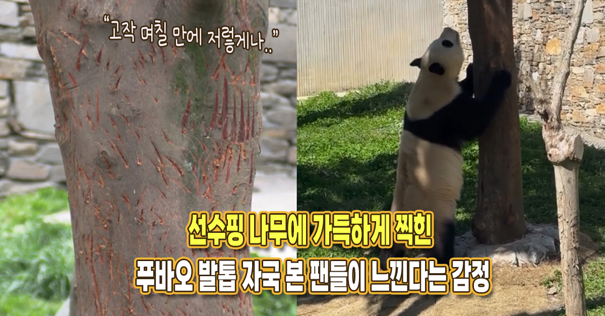 “단 며칠 만에 저렇게..” 선수핑 나무에 가득한 푸바오 발톱 자국 본 팬들이 느낀다는 감정