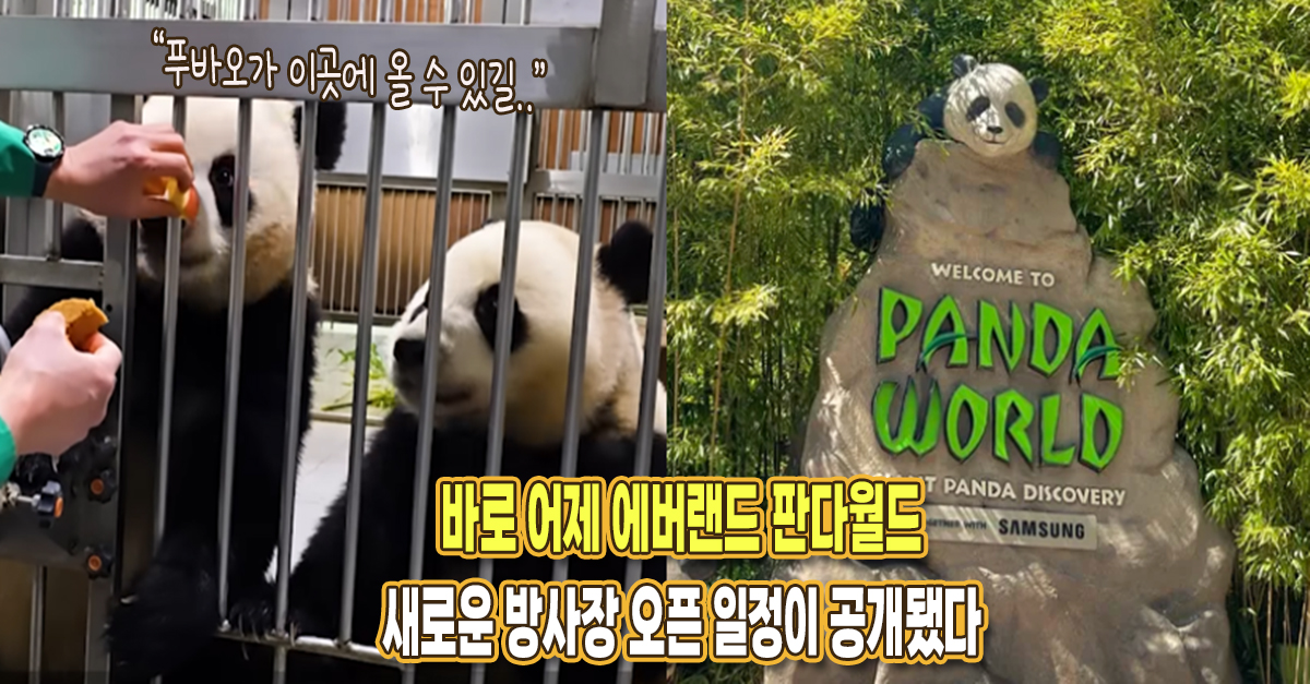 “다음주 월요일부터 공사 시작해서..” 어제 에버랜드 판다월드 새로운 방사장 오픈 일정이 공개됐다