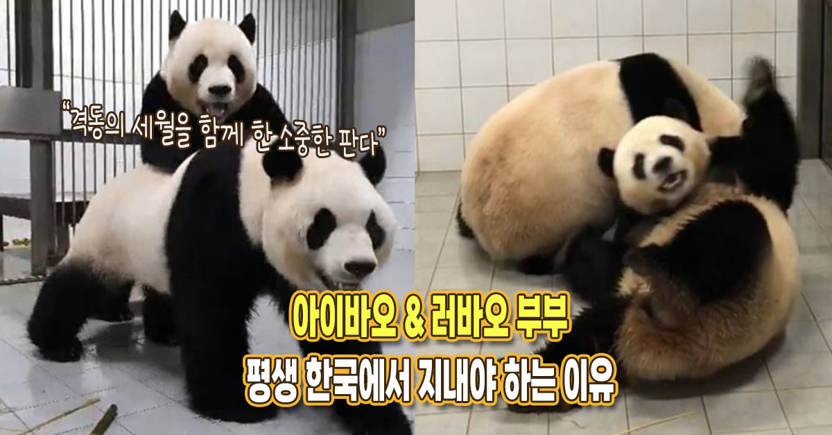 “한국 현대사를 모두 경험한 판다들” 아이바오, 러바오 끝까지 한국에 지내야 하는 이유