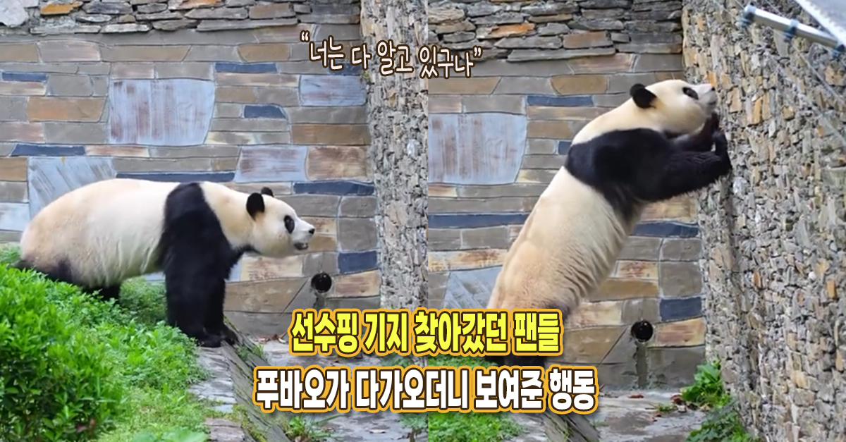 “너무도 활짝 웃어줬어요” 선수핑 기지 찾아갔던 팬들, 푸바오가 다가오더니 보여준 행동