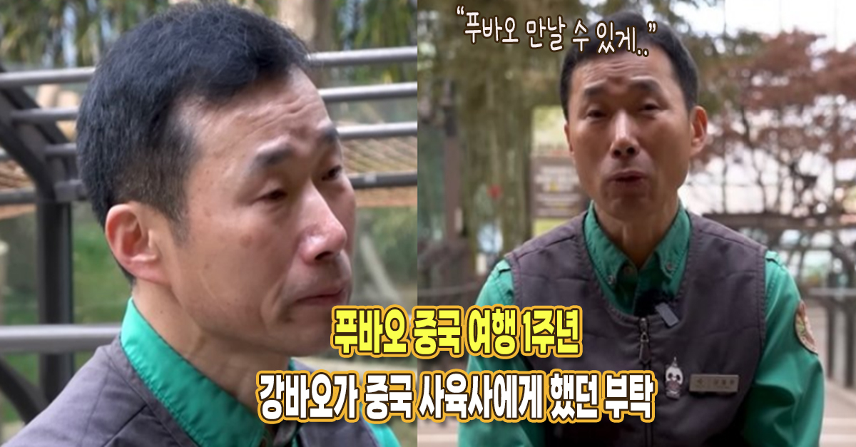 ‘푸바오 중국 1주년’ 강바오가 중국 사육사에게 했던 부탁