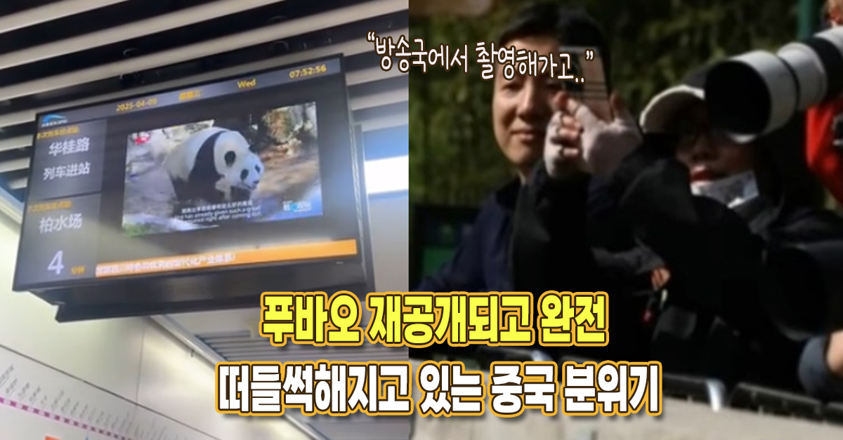 “여기저기 푸바오 나와요” 푸바오 재공개되고 완전 떠들썩해지고 있는 중국 분위기