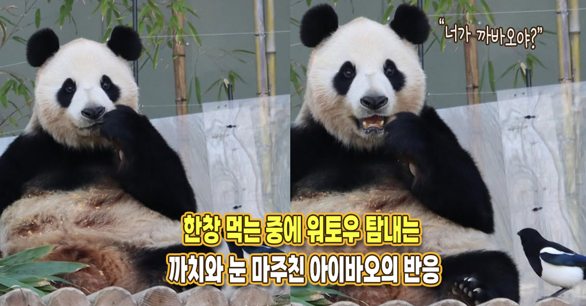 “너가 까바오야?” 한창 먹는 중에 워토우 탐내는 까치와 눈 마주친 아이바오의 반응