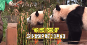 “이거 엄마 당근이야”라는 주키퍼 말 알아듣고 안 먹고 기다린 후이바오