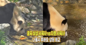 “널리 퍼뜨려주세요” 중국 쉬샹 사육사 vs 다른 사육사 나올시 푸바오 상태 비교