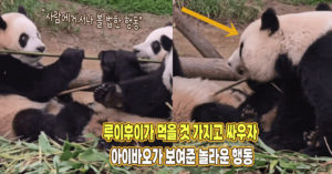 “진짜 판사임당 그 자체” 루이후이가 먹을 것 가지고 싸우자 아이바오가 보여준 놀라운 행동