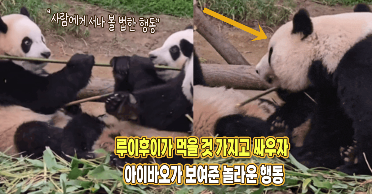 “진짜 판사임당 그 자체” 루이후이가 먹을 것 가지고 싸우자 아이바오가 보여준 놀라운 행동