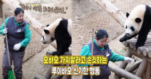“어찌나 이모를 보내기 싫었는지..” 오바오 가지말라고 손짓하는 루이바오 신기한 행동