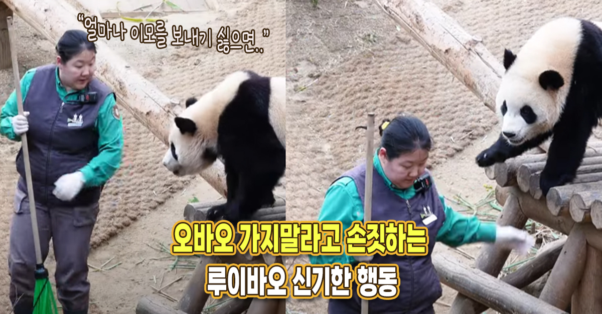 “어찌나 이모를 보내기 싫었는지..” 오바오 가지말라고 손짓하는 루이바오 신기한 행동