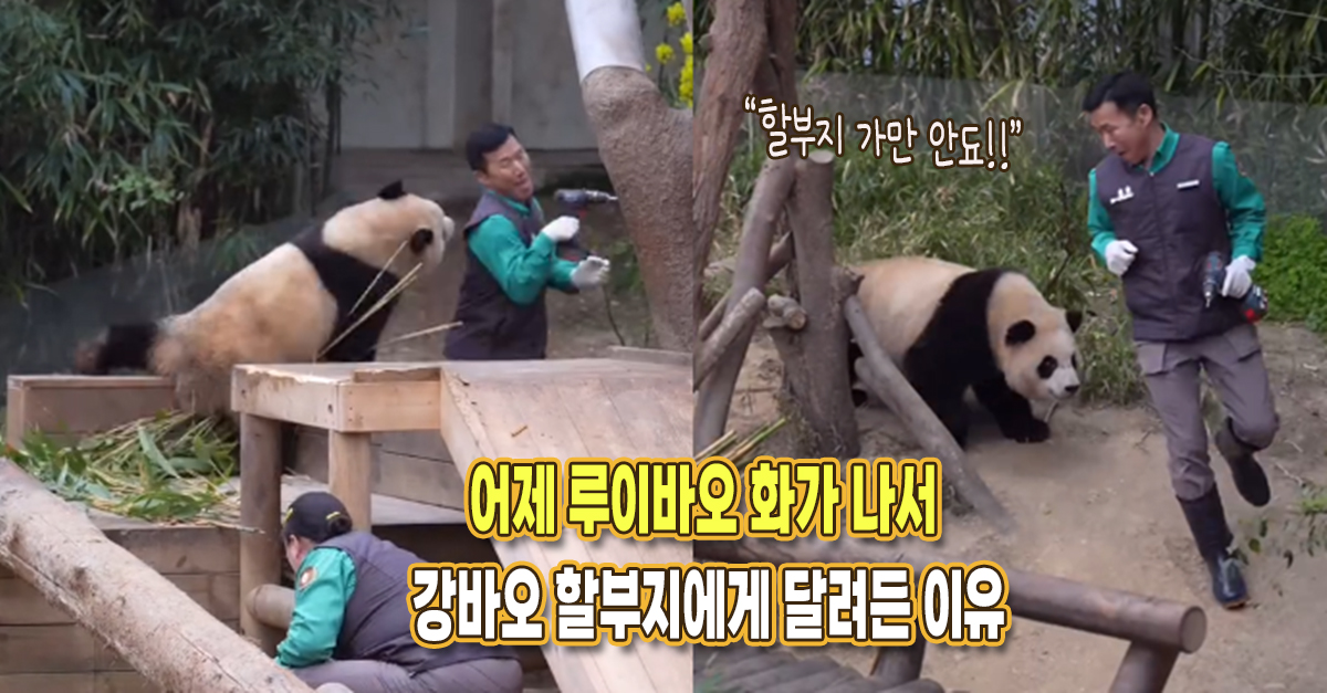 “할부지 가만안됴!” 어제 루이바오 화가 나서 강바오 할부지에게 달려든 이유