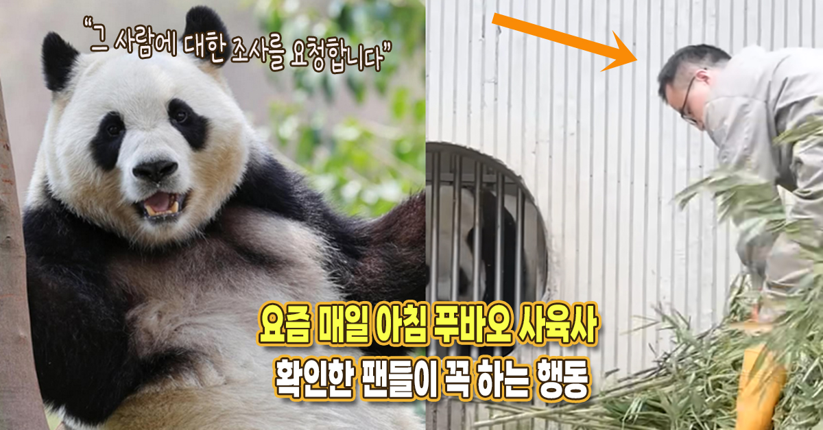 “꼭 좋은 사육사를 만나게 해줄게” 요즘 매일 아침 푸바오 사육사 확인한 팬들이 꼭 하는 행동