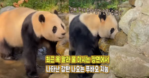 “얘는 진짜 천재가 맞네요” 물 마시는 장면에서 푸바오 탁월한 지능이 돋보인 이유