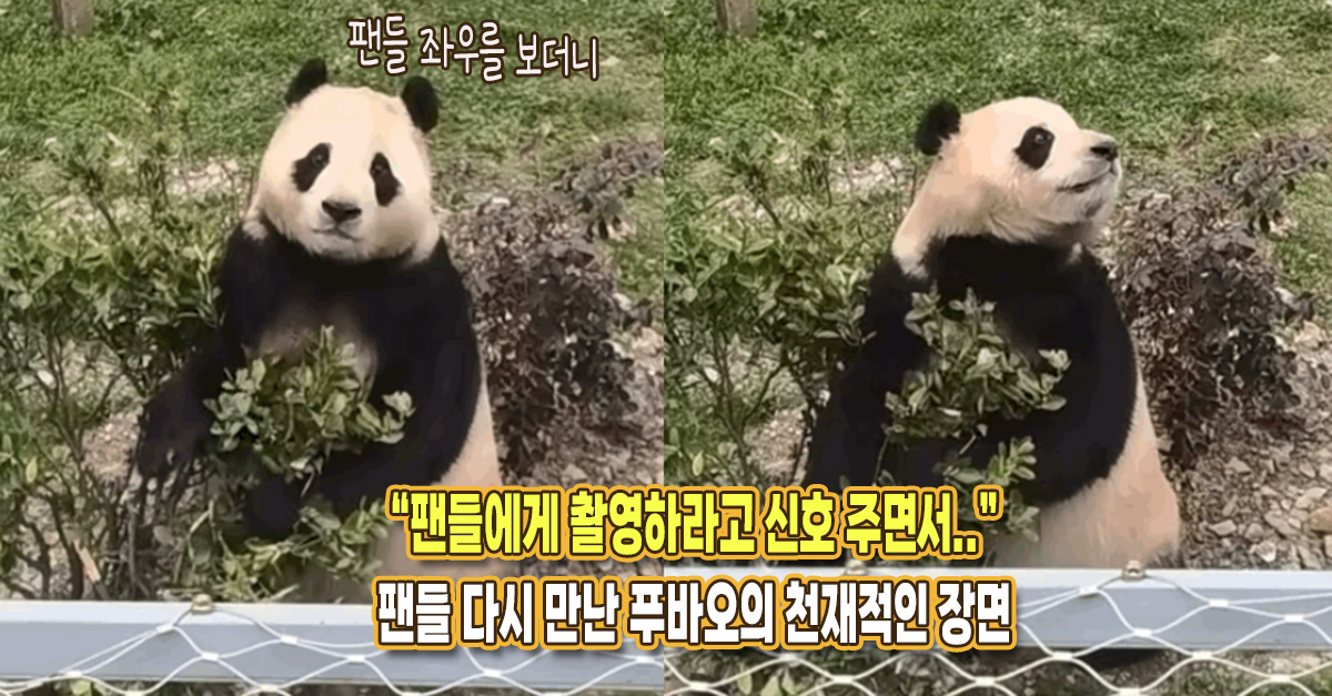 “팬들한테 촬영하라고 신호까지 준다” 다시 팬들 만난 푸바오의 천재적인 장면