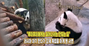 “루이후이에게는 일어나서는 안되는 일..” 러시아 아기 판다가 엄마로부터 강제 독립을 하게 된 사연