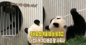 “저 분은 완벽하네요” 푸바오 밥 먹을 때 눈 맞추고 다정하게 쳐다봐준 왕 사육사