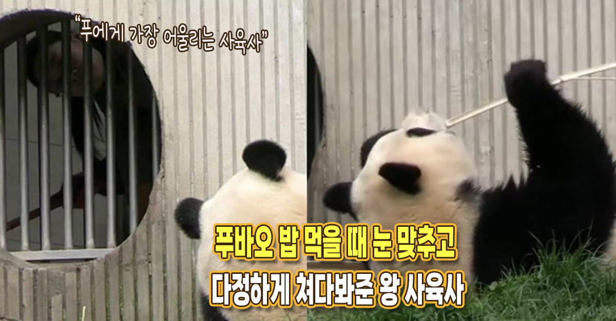 “저 분은 완벽하네요” 푸바오 밥 먹을 때 눈 맞추고 다정하게 쳐다봐준 왕 사육사